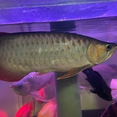 古代魚の画像