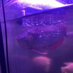 古代魚の画像