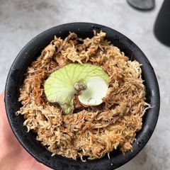【お試し価格】ビカクシダ SS Foong エスエスフーン ⭐︎ 観葉植物　コウモリラン　板付の画像