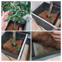 飯田橋駅徒歩6分）オリーブ、人工観葉植物の画像