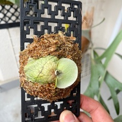 【特価】ビカクシダ　E-1 白ビフ⭐︎ 観葉植物　板付の画像