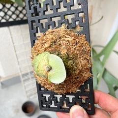 【特価】ビカクシダ　E-1 白ビフ⭐︎ 観葉植物　板付の画像