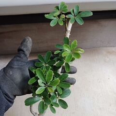 2000円　3 ホンコンコンパクタ 5号 観葉植物の画像