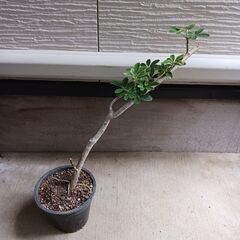 2000円　3 ホンコンコンパクタ 5号 観葉植物の画像