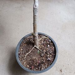 2000円　3 ホンコンコンパクタ 5号 観葉植物の画像