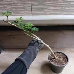 2000円　3 ホンコンコンパクタ 5号 観葉植物の画像
