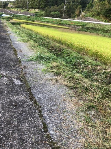 (取引中)R7 新米　玄米15kg