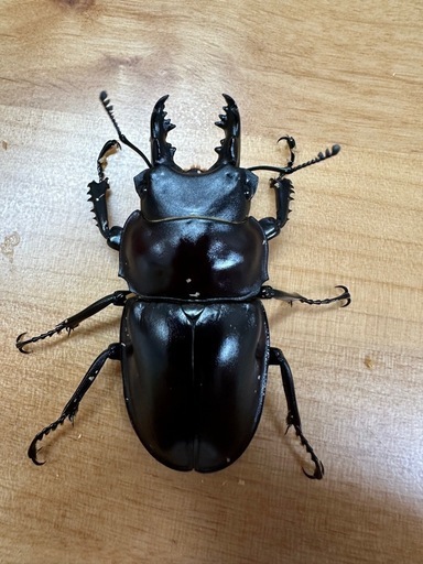 【今期ラスト】ヤエヤママルバネクワガタ　ペア　CBF3 ①