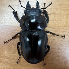 【今期ラスト】【半大歯型】ヤエヤママルバネクワガタ　ペア　CBF3 ②の画像