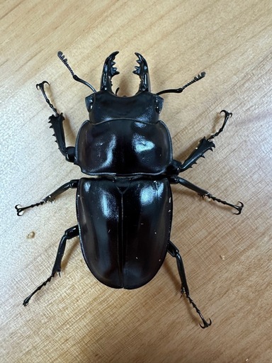 【今期ラスト】【半大歯型】ヤエヤママルバネクワガタ　ペア　CBF3 ②