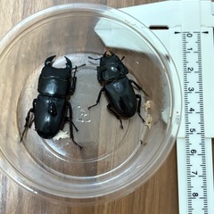 新成虫ホペイオオクワガタちびペアの画像