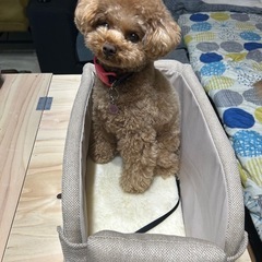 小型犬　ドライブベッド　コンソールベッドの画像