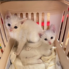 生後2.3ヶ月の白猫姉妹　可愛い子猫ちゃん