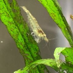 ミナミヌマエビ　　差し上げます　５０匹以上　引き取り限定の画像