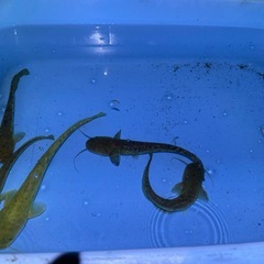 🐟ナマズ君５匹セットサイズは丁度良い１５cm±〜２０cm±✨早い者勝ち1,000円🔥の画像
