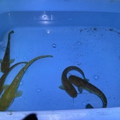 🐟ナマズ君５匹セットサイズは丁度良い１５cm±〜２０cm±✨早い者勝ち1,000円🔥の画像