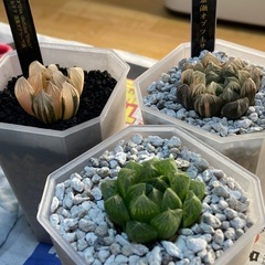 ハオルチアの画像
