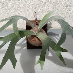 【特価】ビカクシダ　E-1 白ビフ⭐︎ 観葉植物　板付の画像