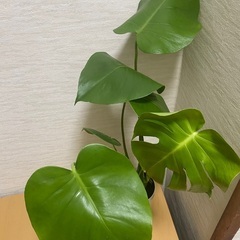 モンステラの画像