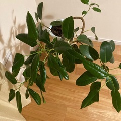 フランスゴムの木　観葉植物　元気です！の画像