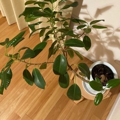 フランスゴムの木　観葉植物　元気です！の画像