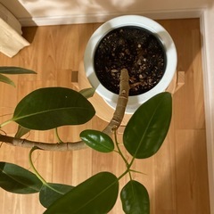 フランスゴムの木　観葉植物　元気です！の画像