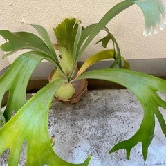 【お試し価格】ビカクシダ SS Foong エスエスフーン ⭐︎ 観葉植物　コウモリラン　板付の画像