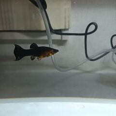 熱帯魚　ブラックモーリー（稚魚）メキシコのめだかの画像
