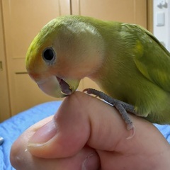 コザクラインコ1歳慣れてます。