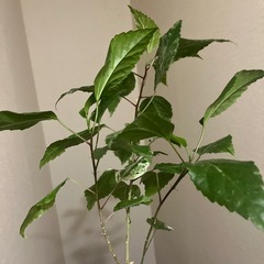 ハイビスカス　ホワイトロコの画像