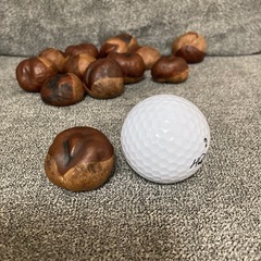 トチの実の画像