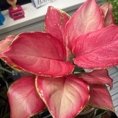 ★鉢付き植え替え不要★アグラオネの画像