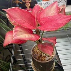 ★鉢付き植え替え不要★アグラオネの画像