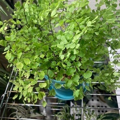 ★鉢付き★植え替え不要アジアンタムミクロフィラムの画像
