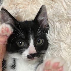 ハチワレ　2ヶ月