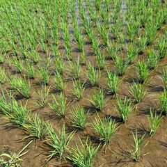 令和7年度 新米 岩手県産 ササニシキ 玄米 10Kg 稲架掛米（天日干し）の画像