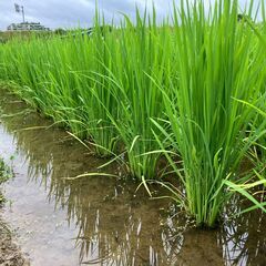 令和7年度 新米 岩手県産 ササニシキ 玄米 10Kg 稲架掛米（天日干し）の画像