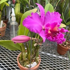 代理出品 蘭の花 カトレア 紫の画像