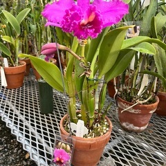 代理出品 蘭の花 カトレア 紫の画像