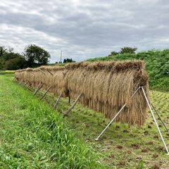 令和7年度 新米 岩手県産 ササニシキ 玄米 10Kg 稲架掛米（天日干し）の画像