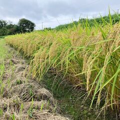令和7年度 新米 岩手県産 ササニシキ 玄米 10Kg 稲架掛米（天日干し）の画像