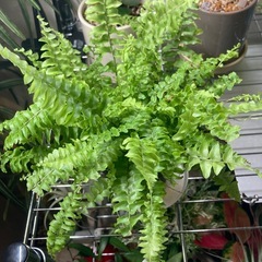 ★鉢付き★植え替え不要★ネフロレピシスブルーベルの画像