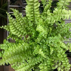 ★鉢付き★植え替え不要★ネフロレピシスブルーベルの画像