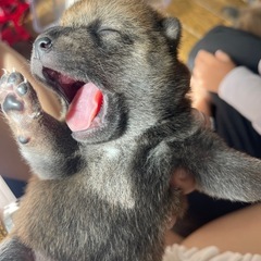 きき様　里親決定　柴犬赤ちゃん　12月1日以降引き渡し　