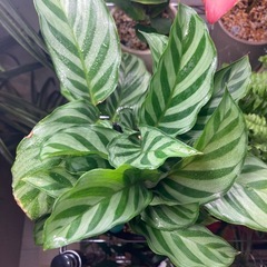 ★鉢付き★植え替え不要★カラテアフレディの画像