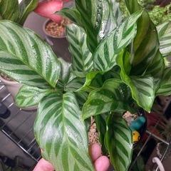 ★鉢付き★植え替え不要★カラテアフレディの画像