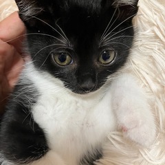 黒白　2ヶ月