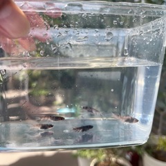 メダカ御影5匹＋α現物個体おまけつきの画像