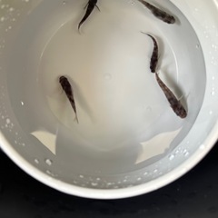 メダカ御影5匹＋α現物個体おまけつきの画像