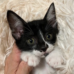 ハチワレ　2ヶ月